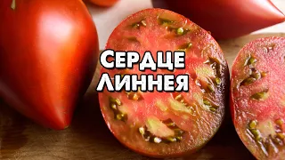 ЭТОТ ТОМАТ ДОЛЖЕН ПОПРОБОВАТЬ КАЖДЫЙ! СЕРДЦЕ ЛИННЕЯ!