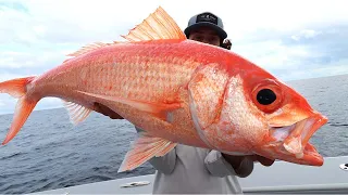 DOUBLE DIGIT Queen Snapper EVERY drop!!!! (Catch clean cook)