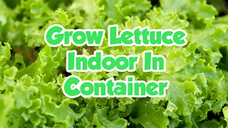 How To Grow Lettuce Indoors in Container All Year Long