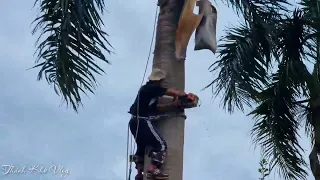 Vua Khỉ Cưa Cây Cau Vua Siêu To. Sawing an Areca tree