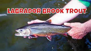 Labrador Brook Trout | Eagle River