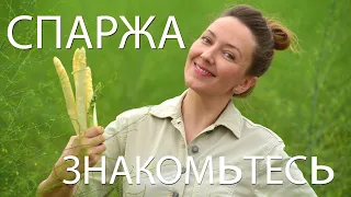 Спаржа - знакомьтесь! Белое золото или самый культовый овощ  Германии. irina petrova