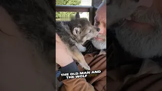 A wolf cub lost in the forest finds a new home with a kind old man💕