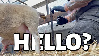 EWE need a hand?🖐| THESE MAMAS ARE DONE!🥳| Fall Lambing 2021 | Vlog 498