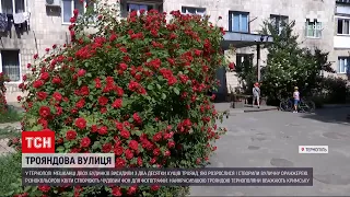 Новини України: у Тернополі два десятки кущових троянд утворили вуличну оранжерею