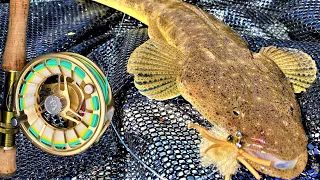 Flathead on Fly