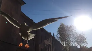 Нападение чаек. Трудности прогулок с чёрным вороном в центре мегаполиса.