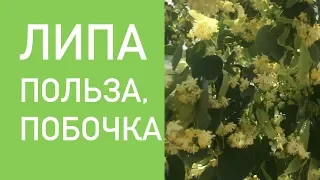 ЛИПА ДЛЯ ЗДОРОВЬЯ. ПОБОЧКА.