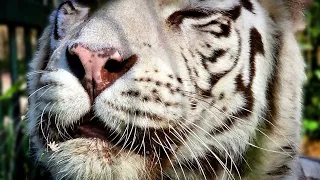 Знакомство белой тигрицы с бассейном