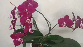 Три причины отказа от содержания орхидей в ОС без грунта/ Three reasons for not keeping orchids WC