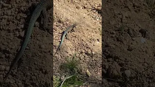 Mojave desert common side blotched lizard - the desert is not a wasteland!