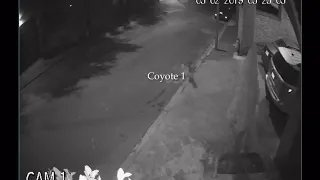 Coyotes attack cat