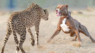Only These Dog Breeds Can Defeat a Cheetah