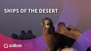 Ships Of The Desert | Watch it on Qalbox