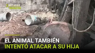 Un abuelo hispano muere tras ser atacado por un cerdo: vecinos no lograron quitárselo de encima