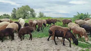 (1663) назад домой с поля