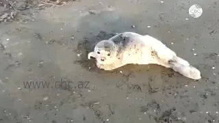 Спасение тюлененка