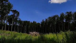 Śpiew ptaków słyszany z leśnej łąki - odgłosy natury, nature sounds