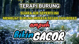 Suara Air Gemericik Untuk Semua Burung Macet Bunyi - Suara Air Terapi Burung