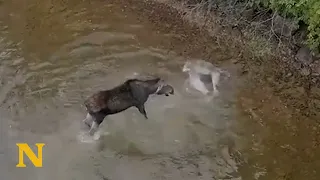 Drone Captures Scary Encounter Between A Wolf And A Moose