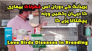 Lovebirds Diseases In Breeding | Lovebirds Infections | @MirAvi