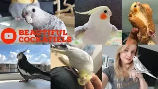 Cockatiels are the BEST | Beautiful Birds Edition | Happy Cockatiels | Cockatiel Funny Videos |