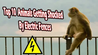 Top 10 Animals Getting Shocked By Electric Fences