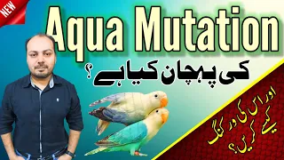 Love bird Aqua Mutation | ایکوا لوبرڈ کی پہچان کیا ہے | Aqua b2 | Aqua b1| Welcome Aviary official