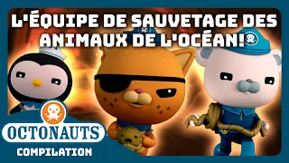 Octonauts - 🐻‍❄️🐙 L'équipe de sauvetage des ANIMAUX de l'océan! ⛑️🛟 | Compilation