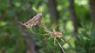 El ataque de la Argiope lobata