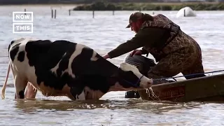 50 Stranded Cattle Rescued Amid Canada Floods