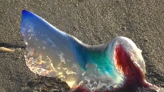 Portuguese Man-of-War Jellyfish Moving On Florida Beach