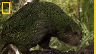 L'étrange perroquet kakapo