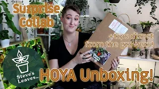 Steve's Leaves Collab: Hoya Unboxing!! | DreamsofHoya