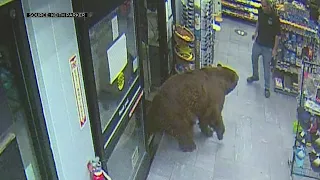 Caught On Camera: Hungry Bear Inside Store