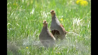 Starna (Perdix perdix)