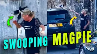 Magpie Swooping a Lady as POV Laughs