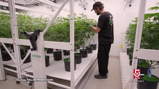 Cannabis industry in Mass. continues to evolve