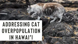 Turning Off the Tap: Working in partnership to address cat overpopulation in Hawaiʻi