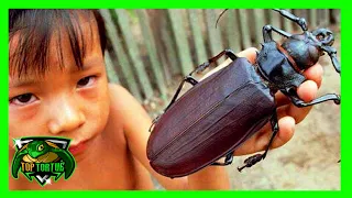 Les 10 insectes les plus incroyables du monde - [Top Tortue]