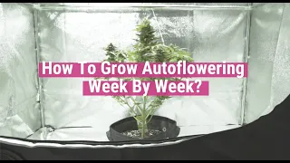 Autoflowering Plants Week By Week [Educational]