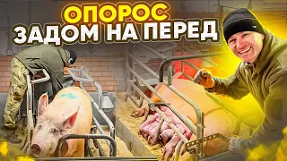 ТАКОГО ВЫ ТОЧНО НЕ ВИДЕЛИ! ОНА СОБРАЛАСЬ ПОРОСИТЬСЯ ЗАДОМ НАПЕРЕД. ЖИЗНЬ ВДАЛИ ОТ ГОРОДА.