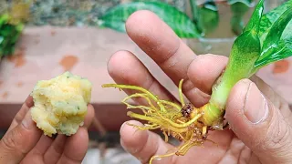 Snake plant propagation in water by leaf cutting with natural rooting hormone