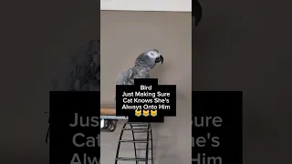 Bird Keeping Cat In Check🤣#animals #pets #birds #funny #cute #fun #lol #youtubeshorts #parrot #wow