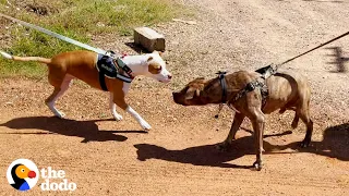 Two Pitties Rescued Together Have The Sweetest Reunion  | The Dodo Pittie Nation