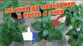 🌹 МОИ  ПЕТУНИИ 🍀  ДО И  ПОСЛЕ ОПРЫСКИВАНИЯ  🌿 УДОБРЕНИЯМИ. 21 МАРТА.