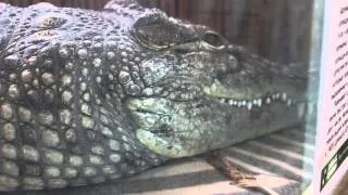 Нильский крокодил гипнотизирует. Nile crocodile is watching you.