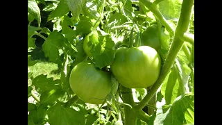 Tomatoes - feeding for a bountiful harvest.