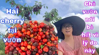 Thu hoạch cherry chủ vườn bỏ hết vì lý do này/ăn no tại farm/cuộc sống pháp