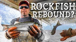 How is the STRIPED BASS Fishery? A Crabbers Opinion on The Chesapeake